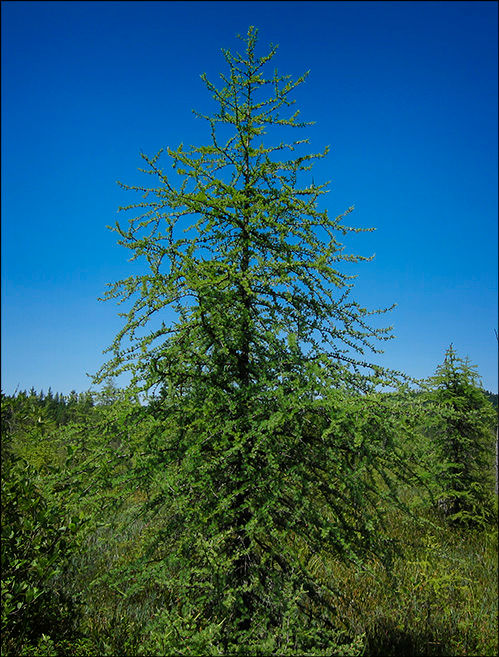 Thumbnail: green mature tamarack tree in woods