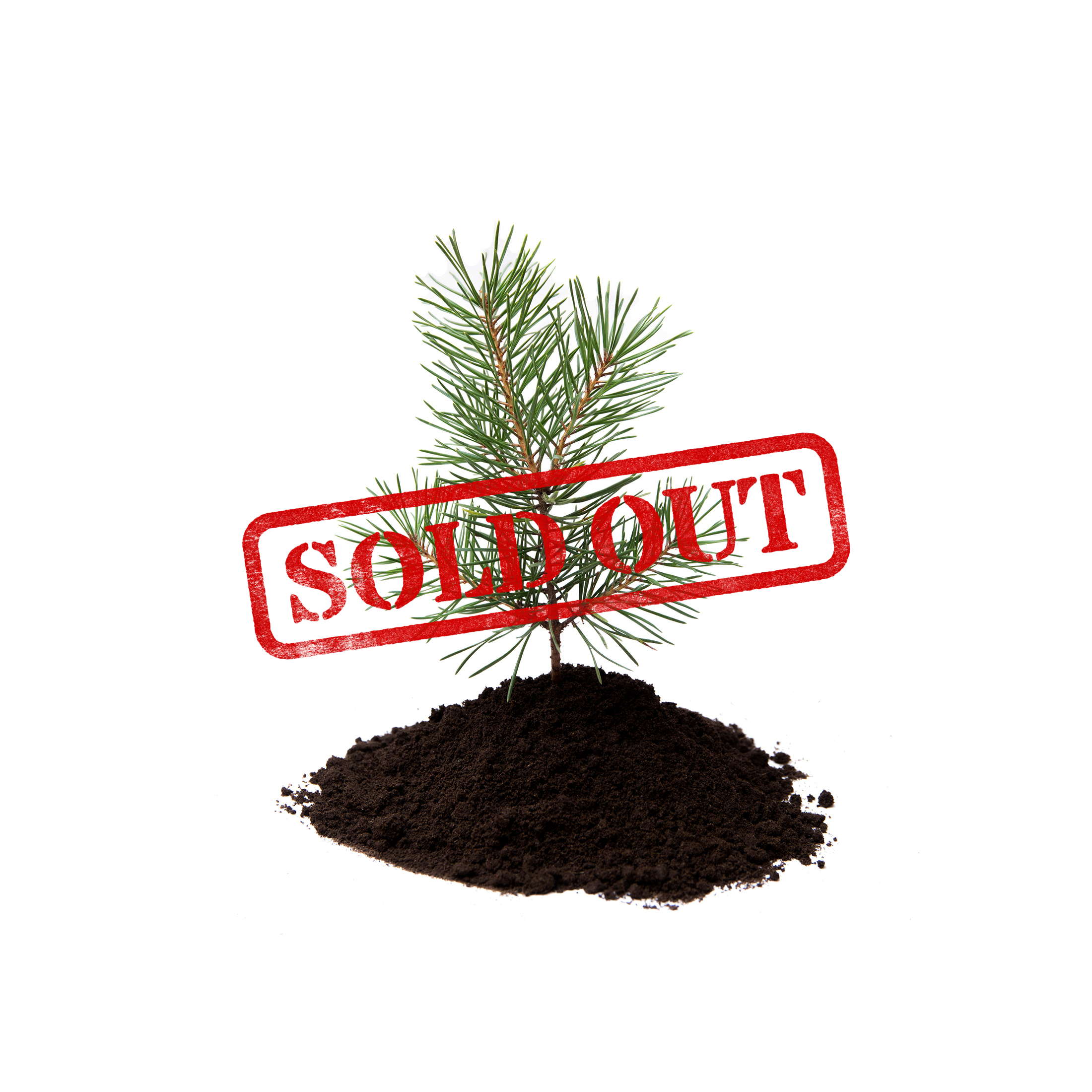 Red Pine FREE tree seedlings - SOLD OUT