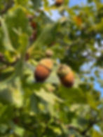 Red Oak tree seeds on tree.jpeg