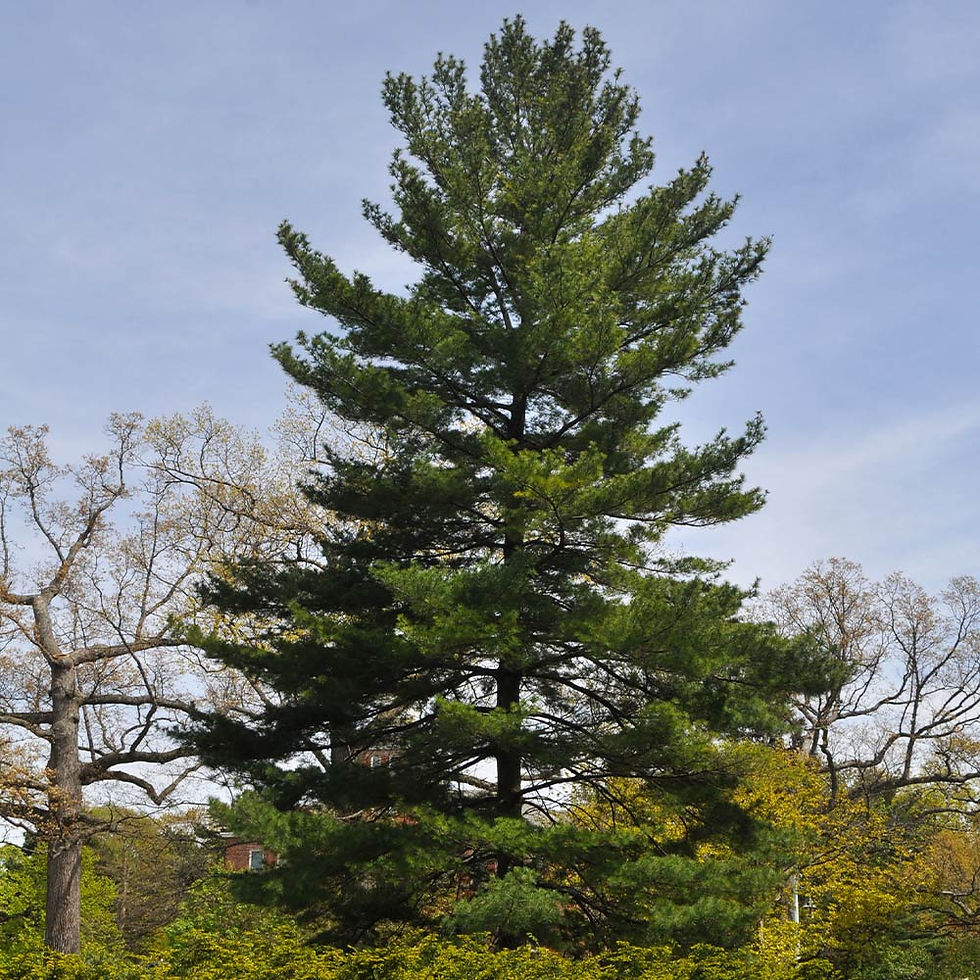 Thumbnail: mature Eastern white pine tree in woods