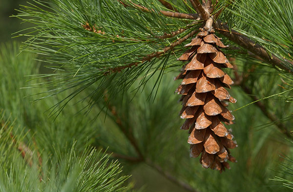 Thumbnail: Eastern white pine tree pine cone closeup