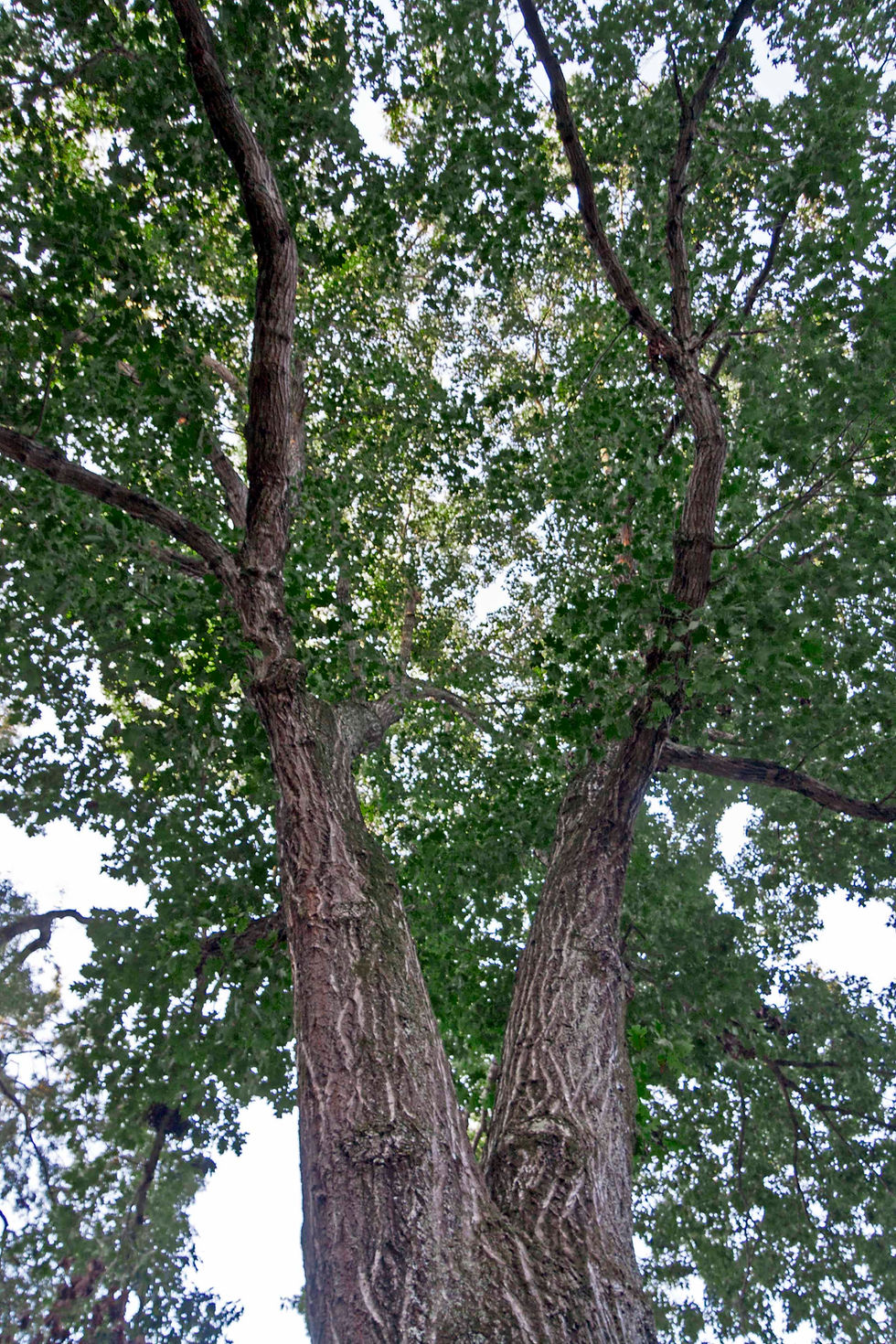 Thumbnail: towering Northern red oak tree in summer with green leaves