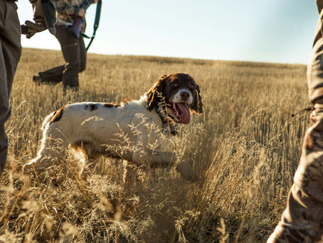 Old Guns & Good Dogs