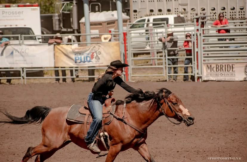 Eye-level view of a healthy horse grazing in a lush pasture