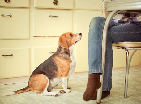 dog visual.webp