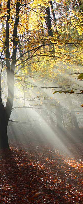 Herbstbaum im Gegenlicht | Naturcoaching Berlin