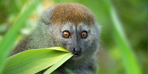 2021_10_10_LAKE_ALAOTRA_GENTLE_LEEMUR.jpg