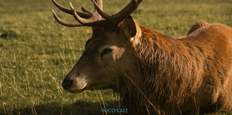 2021_10_125_STAG.jpg