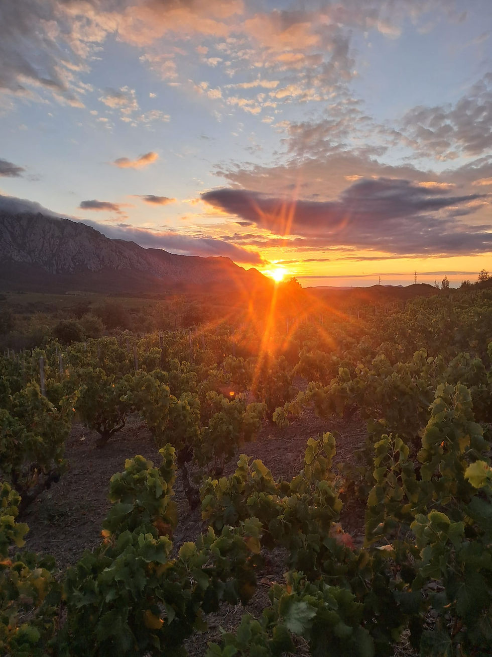 Coucher de soleil sur les vignes de La garrigue blanche à Saint-Paul