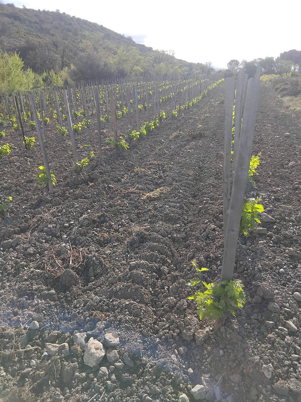 Vignes palissées de la parcelle Caunette sur la commune de Maury