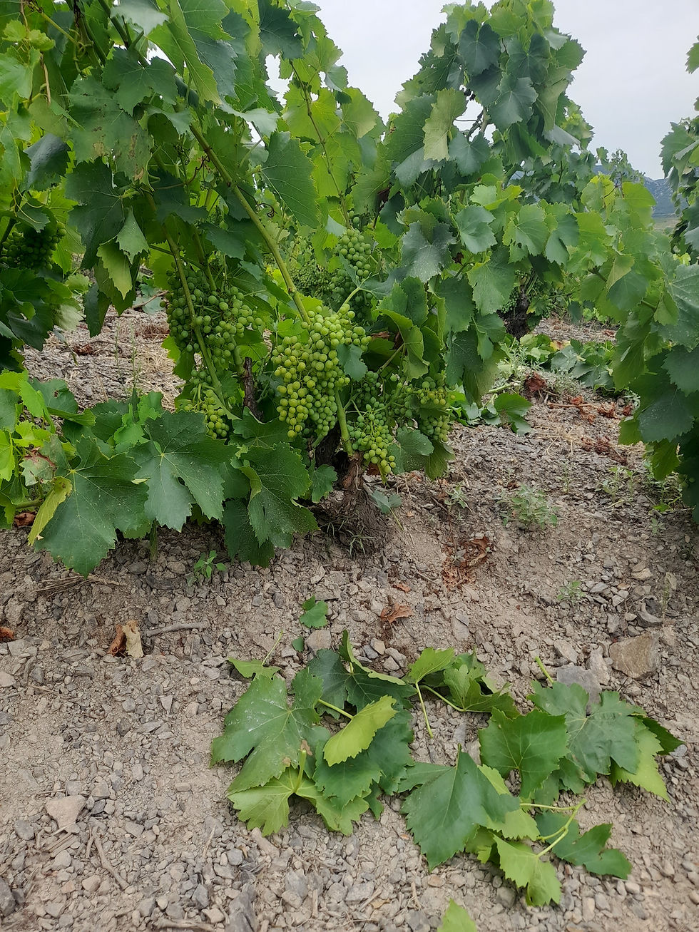Jeunes pieds de vigne du terroir Chemin de Bayra à Saint-Paul