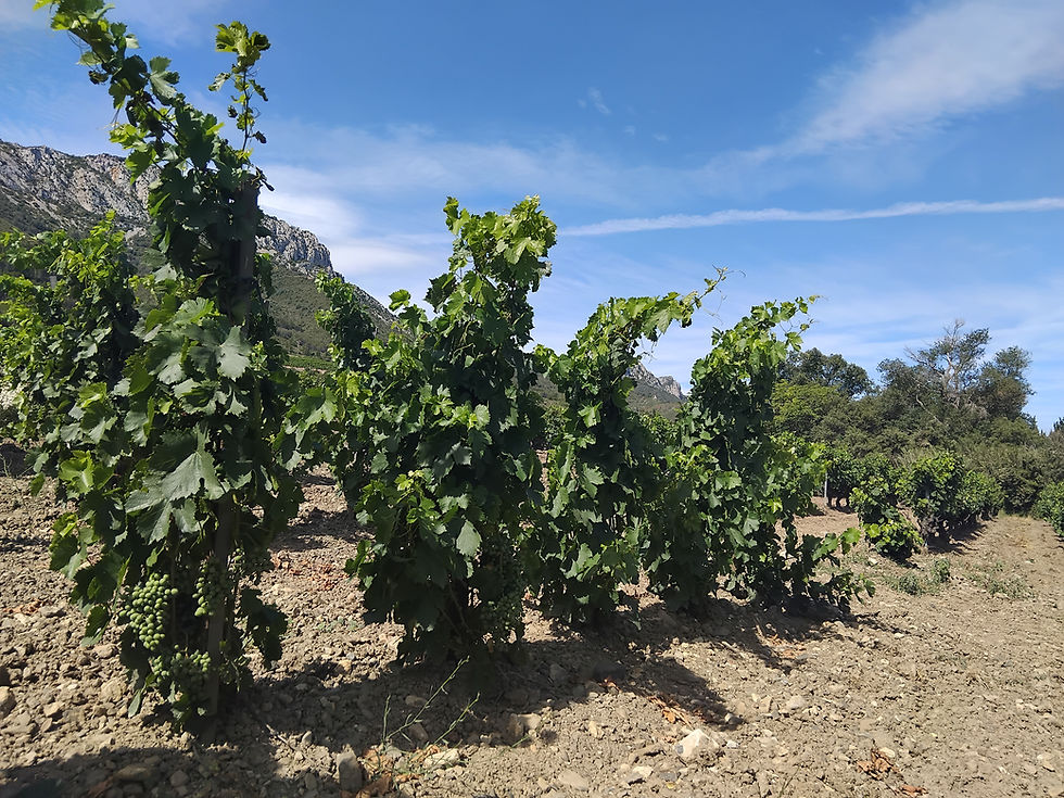 Pieds de vigne traditionnels taillés en gobelet dans les paysages de la Catalagone du Nord