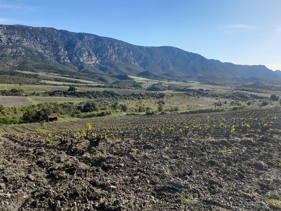 Vue panoramique de la parcelle La garrigue noire entourée de garrigue à Saint-Paul