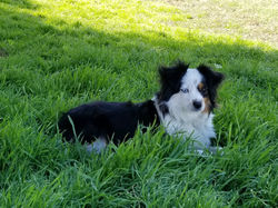 Marley
