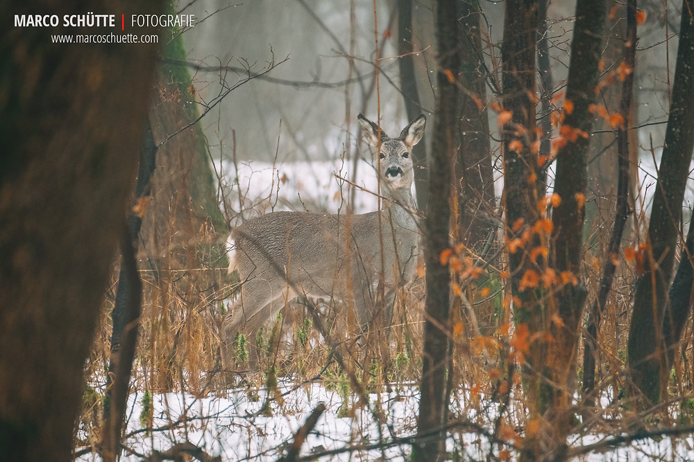 Rehgeiß im Regen. Fuji X-T2 mit Fuji XF 100-400, 1/200 Sek, f 5.6, ISO 1600, Einbeinstativ