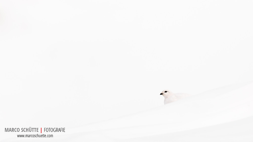 Schneehuhn
