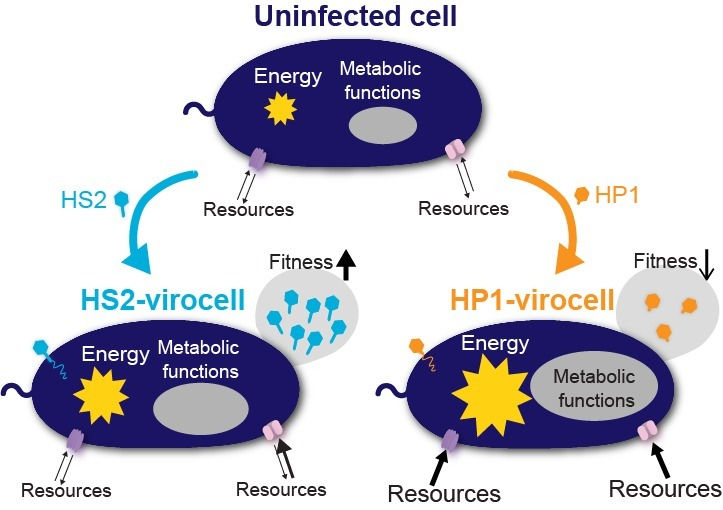 A cell infected becomes a virocell