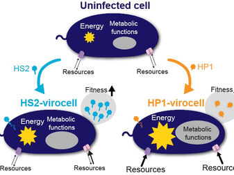 The transformation after viral infection