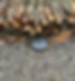 mouse box 2.jpg