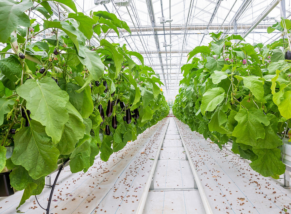 Eggplants grown in greenhouses, SAS Agro Kimya