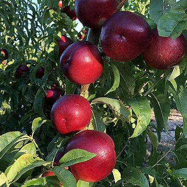 Vahine Nectarine Variety