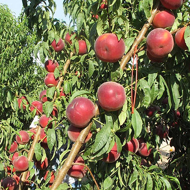 Lambada Peach Variety