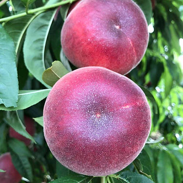 Mareva Peach Variety