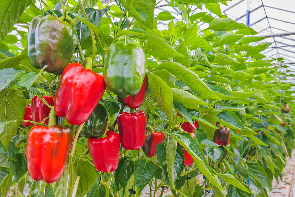 AdobeStock_231053256.jpeg
