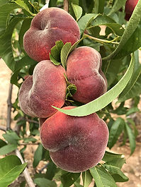 AC556-2 Flat Peach Variety