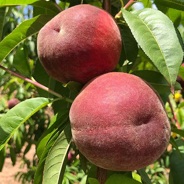 Bigmama Peach Variety