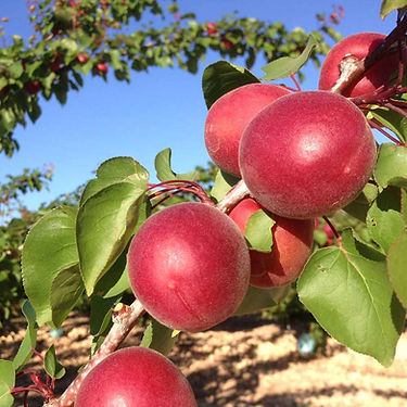 Totem Apricot Variety