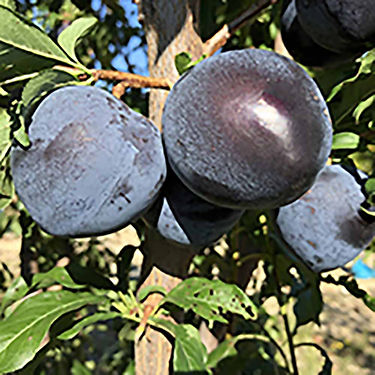AZULIS