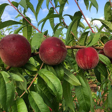 Bigmama Peach Variety
