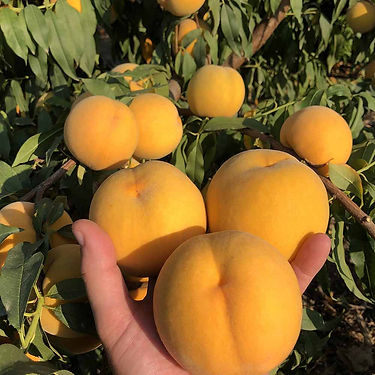 TN743-9 Peach Variety