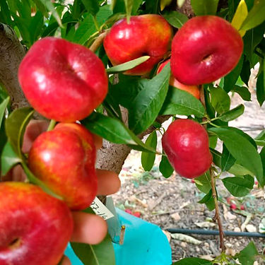 AC497-14 Flat Nectarine Variety