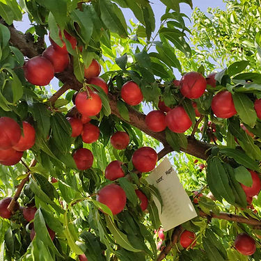 Calicoba Nectarine Variety