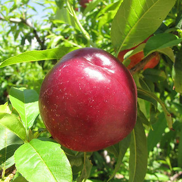 Flariba Nectarine Variety