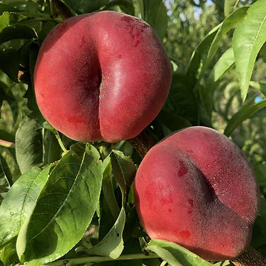Kalista Flat Peach Variety