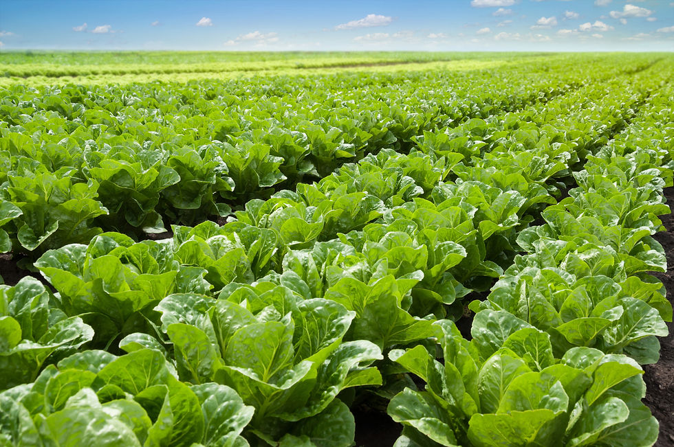 Lettuce Fields- SAS Agro Kimya