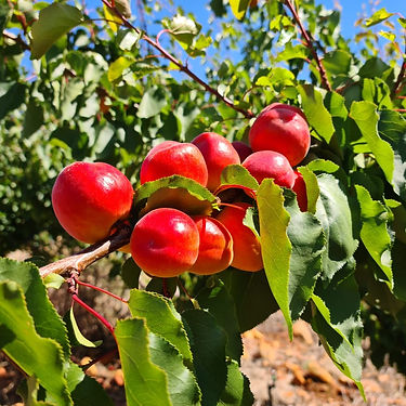 Milord Apricot Variety