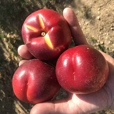 BN1024-5 Nectarine Variety