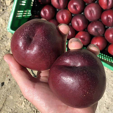Altamira Nectarine Variety