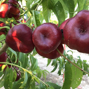 Tintosa Flat Nectarine Variety