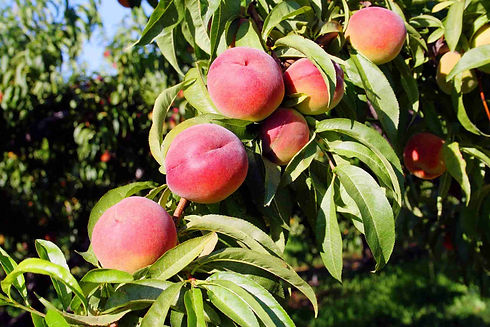 Peach-OHenry