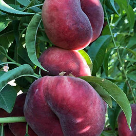 BP171-34 Flat Peach Variety