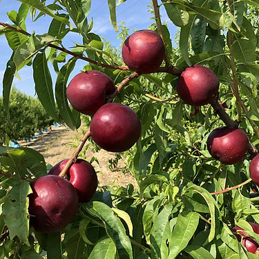 Boreal Nectarine Variety