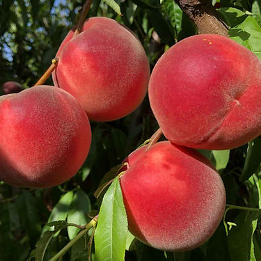 BP172-23 Peach Variety