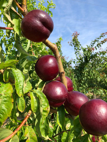 Amapola Nectarine Variety