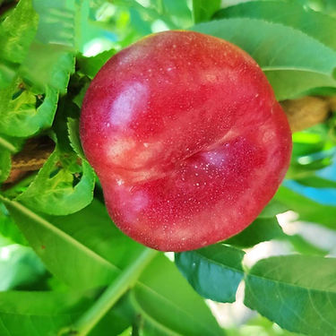Bachata Flat Nectarine Variety
