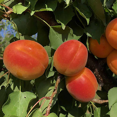 Gaspar Apricot Variety